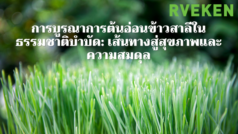 ธรรมชาติบำบัดกับต้นอ่อนข้าวสาลี